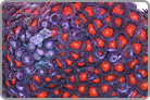 TOP 50 Zoanthid Solomon collected